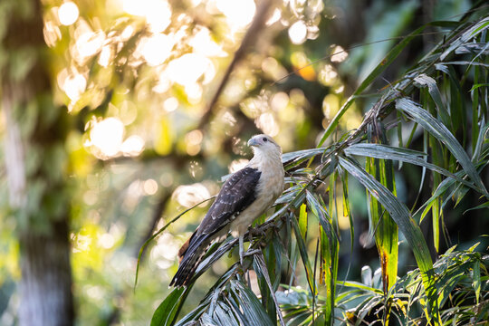 Squiggle falcon perched on a branch in the Amazon