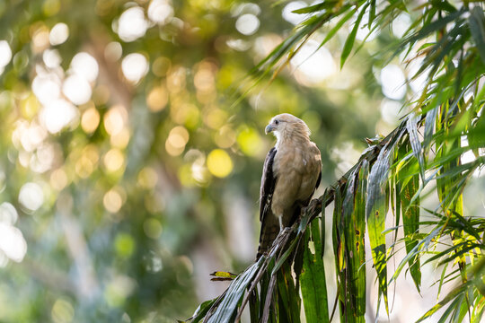 Squiggle hawk perched on a branch in the Amazon