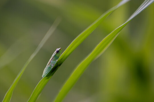glass frog on a long leaf