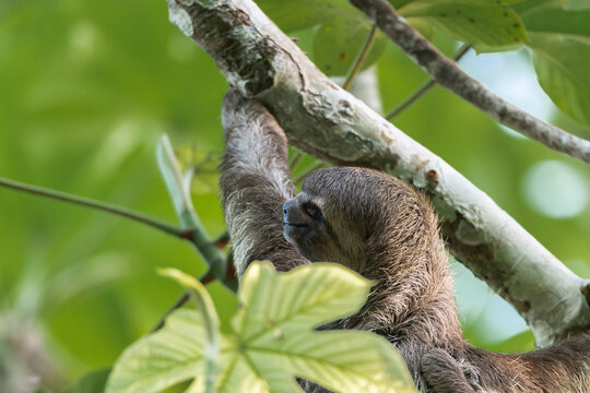 female sloth bear hanging from a branch of a tree in Yarumo