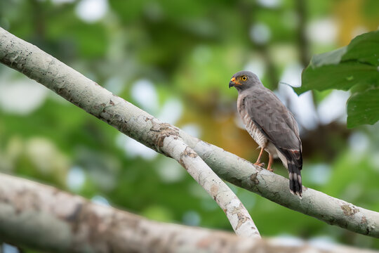 Sparrow hawk perched on a branch in the Mazonian jungle