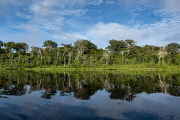 trees with a water reflection