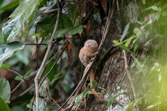 Pygmy titi monkey Cebuella pygmaea