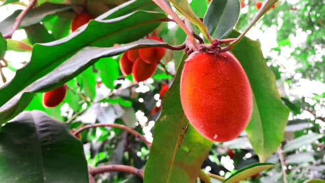 Red velvet apple fruit, gob fruit on park tree.