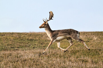 Resilient fallow deer in motion, male with a healed scar on its left hind leg. This dynamic capture...