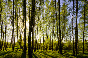 Obraz premium Sunset or sunrise in a spring birch forest with bright young foliage glowing in the rays of the sun and shadows.