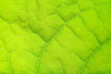 Macro shot of a leaf. Foliage nature background.