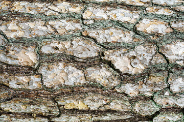Close-up texture of gray pine treebark. Absract nature background.