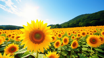 Fototapeta premium Breathtaking sunflower field basking in golden sunlight against clear blue sky, creating a stunning and uplifting sight.