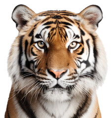 Fototapeta premium PNG Wildlife animal mammal tiger.