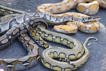 Python Pride: Discovering the Wonders of Papuan Snakes