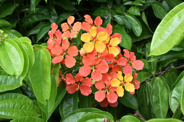 A cluster of beautiful Bauhinia flowers blooms in the home garden
