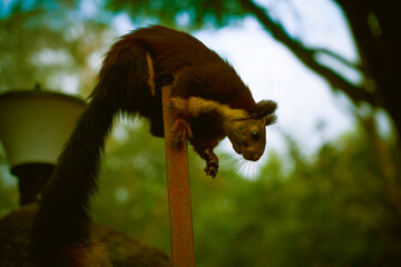Malabar giant squirrel