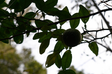 green apple on tree