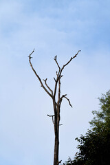 dead tree against blue sky