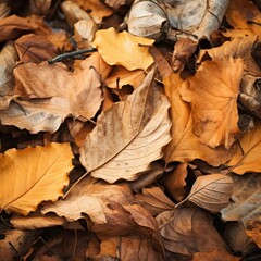 Dry autumn leaves in nature