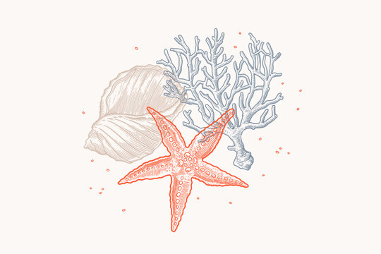 Starfish, shell and coral in engraving style. Hand drawn sea inhabitants. Template for design postcard, wrapping paper. Vector illustration on a light background.