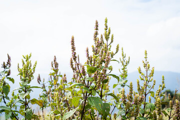Brahmagiri Hills in Wayanad, Kerala, India.