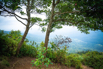 tree in the forest
