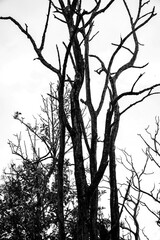 tree silhouette vector