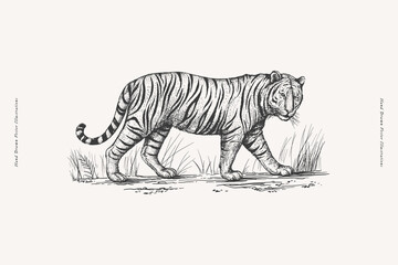 African tiger in the grass in engraving style. Big wild cat hand drawn on a light background. Predatory wild animal of the savannah in vintage style. Vector retro illustration.