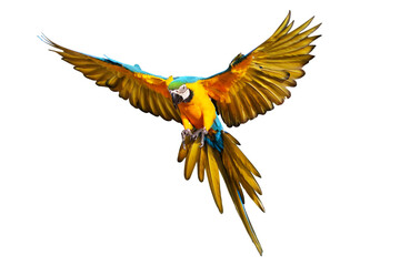 Colorful flying Blue and Gold Macaw parrot isolated on transparent background png file © Passakorn
