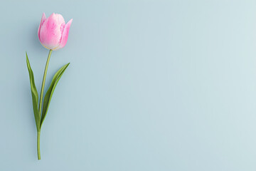 Fototapeta premium Single pink tulip on a light blue background with copy space.