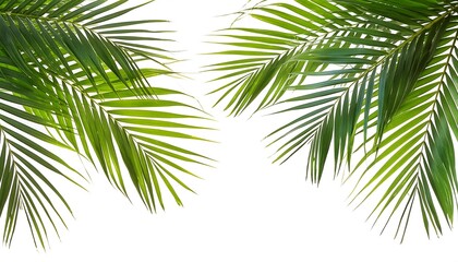 Palm tree leaf element for design elements on white background, template