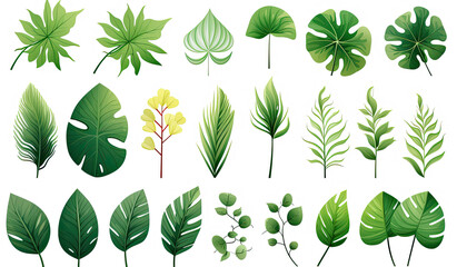 Various green leaves and tropical leaves on a white background or leaf shapes and textures