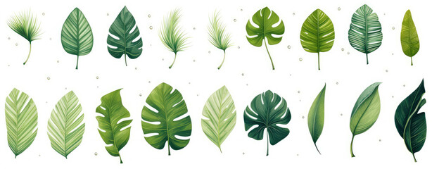 Various green leaves and tropical leaves on a white background or leaf shapes and textures