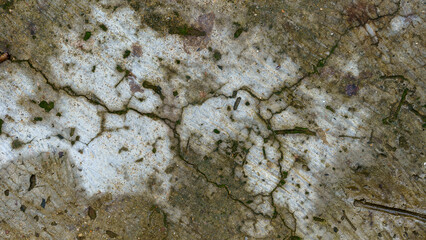 Close-up of cracked and weathered concrete texture, showing intricate natural patterns and worn, aged surface details.