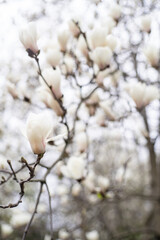 Yulan magnolia flowers in bloom. White magnolia tree flowers spring sunny day nature awakening