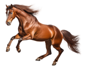 PNG Horse stallion jumping mammal.