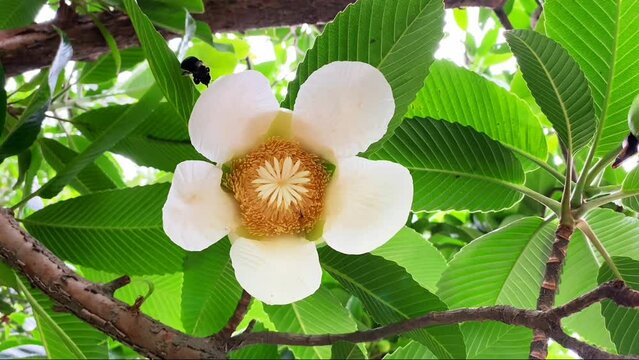 Elephant apple Dillenia Rolf flowers in Philippine gardens. Martelli flowers on Dillenia suffruticosa (Griff.) plant.