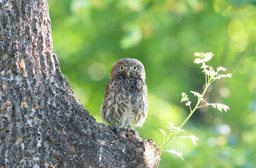 Little owl, Athene noctua. An adult bird sits in a tree on a beautiful green flat background