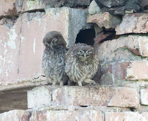 Little owl, Athene noctua. One chick brushing its feathers, the other hissing for food