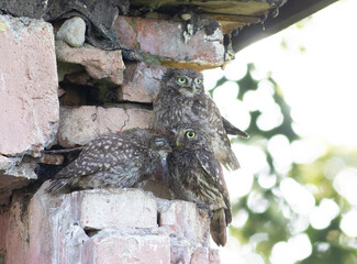 Little owl, Athene noctua. Two chicks and a female bird at the nest