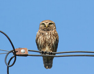 Little owl, Athene noctua. An adult male sits on the electrical cables