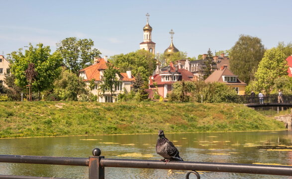 Cityscape with a pigeon on the Amalienau embankment