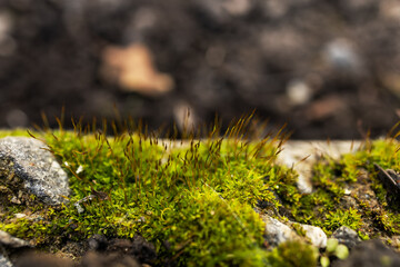 Beautiful Bright Green moss grown up cover the rough stones and on the floor in the forest.