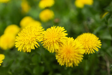 Spring green lawn with yellow dandelion flowers. Spring. Background