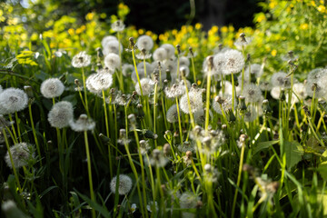Obraz premium White fluffy dandelions, natural green spring background, selective focus