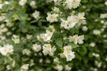 Obraz premium Beautiful white jasmine blossom flowers in spring time. Background with flowering jasmine bush.