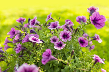 Fototapeta premium colorful petunia flowers in a garden on a green background