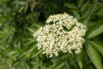 Spring flowering of elderberries. White elderberry flowers at a bush with green leaves. The Elderberry Sambucus nigra