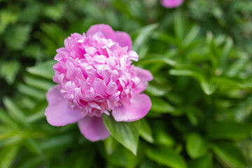 Peony flower with white and pink petals is in bloom. Scientific name is Paeonia lactiflora.
