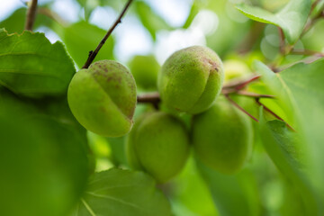 Green apricot that grows on a tree. The fruits ripen in the summer. Apricot branch with unripe apricot