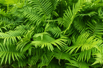Beautiful fern leaf texture in nature. Natural ferns blurred background. Fern leaves. Fern plants in forest.