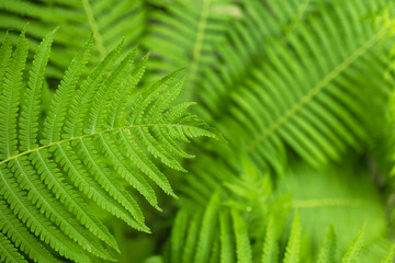 Beautiful fern leaf texture in nature. Natural ferns blurred background. Fern leaves. Fern plants in forest.