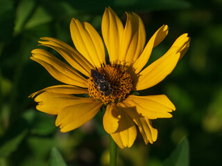 A close-up photo of a bee on a yellow flower